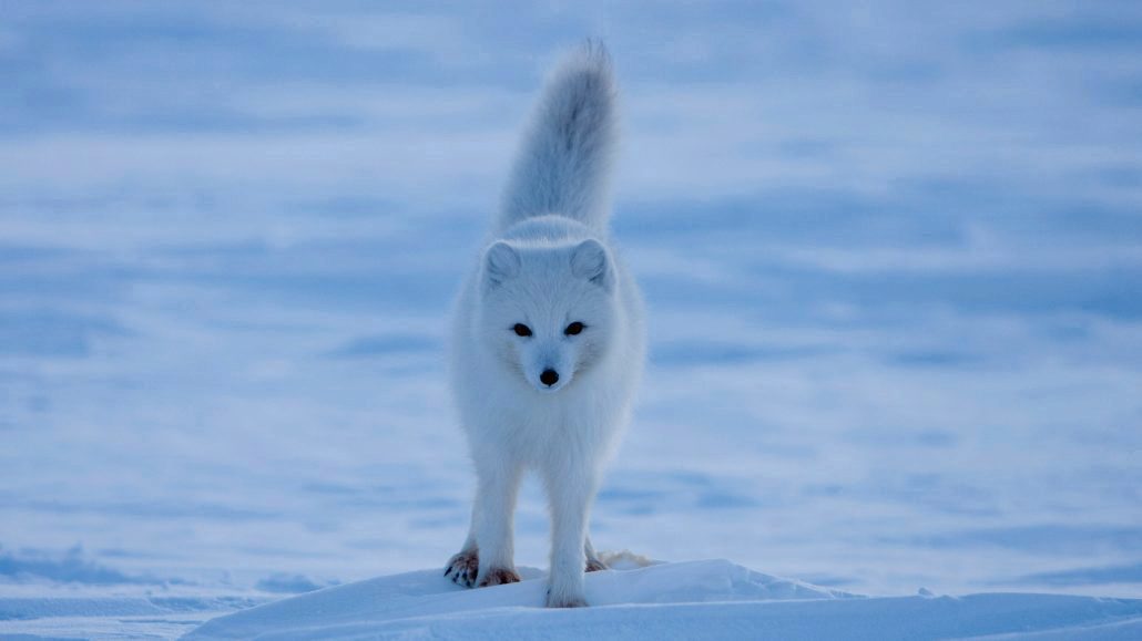 Arctic Fox