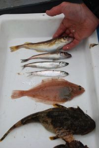 Diverse fisker i et kar