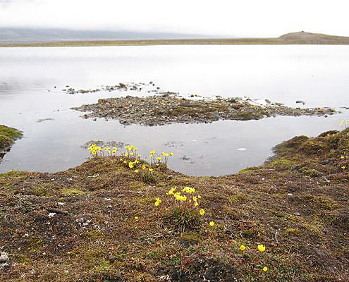 Innsjø med gule blomster i forgrunnen