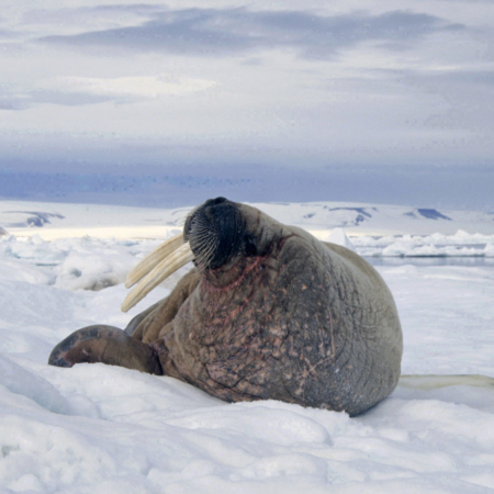 Fauna in Svalbard – Norsk Polarinstitutt
