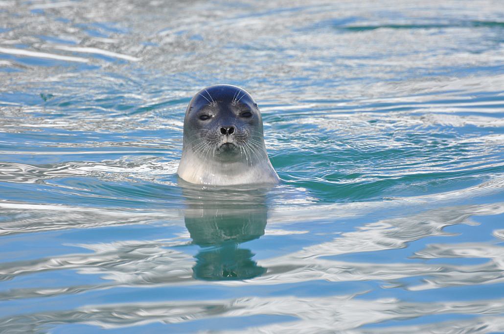 Ringed seal — Norsk Polarinstitutt