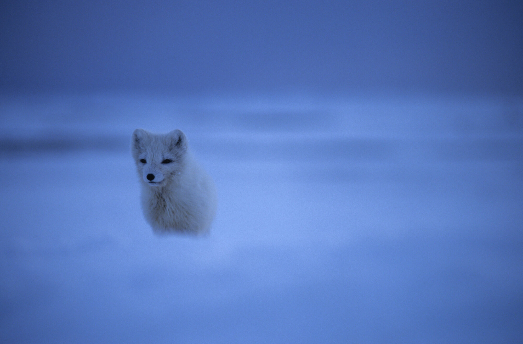 Arctic fox – Norsk Polarinstitutt