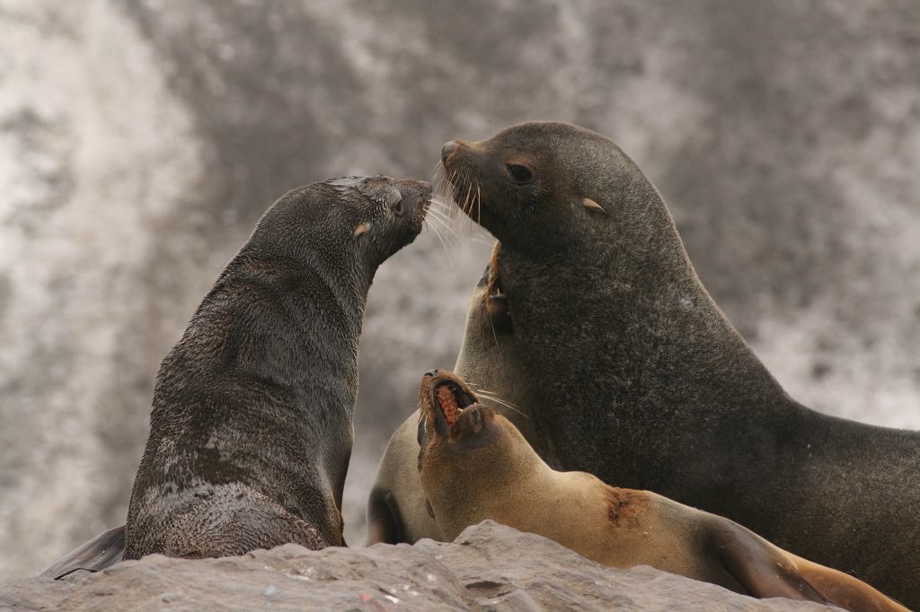 Three seals