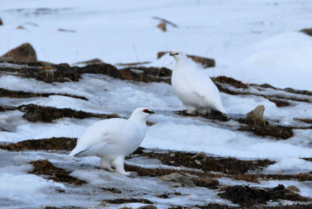 two white birds on a snowy terrain