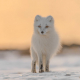 white fox on ice