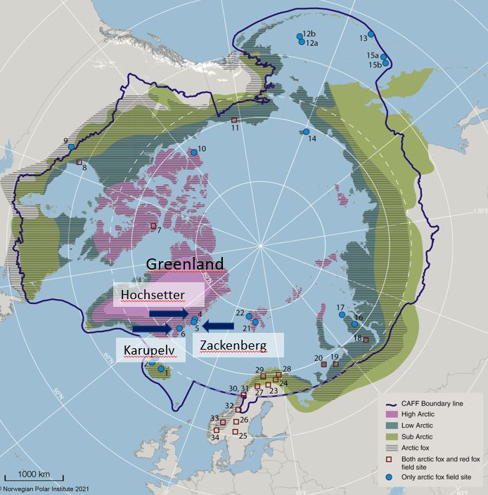 Map showing Greenland and the three arctic fox field sites