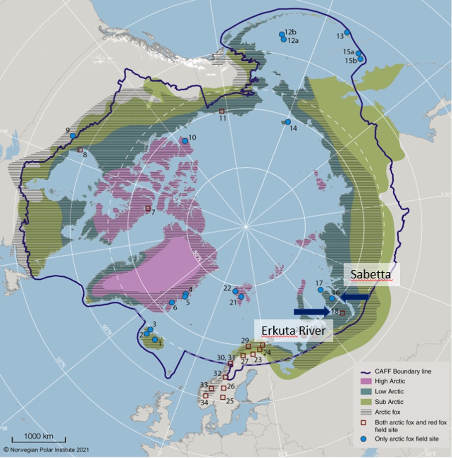 Circumpolar map showing Yamal Peninsula and the two arctic fox field sites Erkuta river and Sabetta.