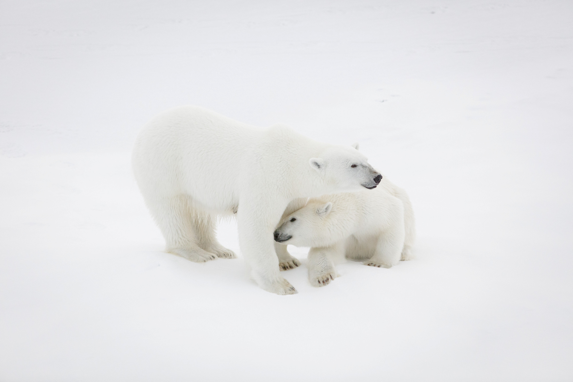 Isbjørn – Norsk Polarinstitutt