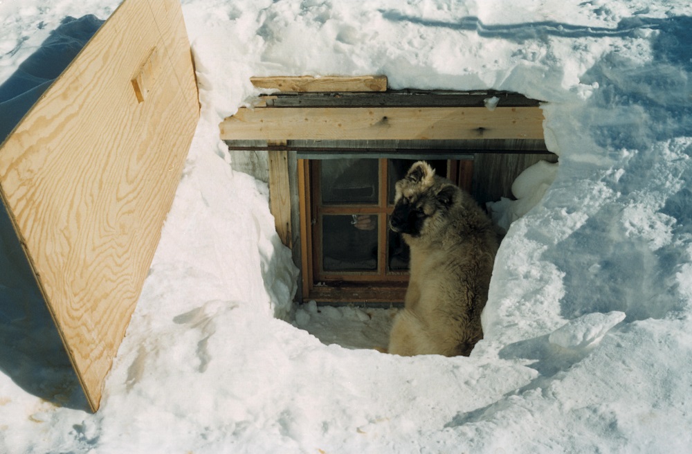 Hund sitter foran et vindu på en hytte som som er grav frem fra snøen
