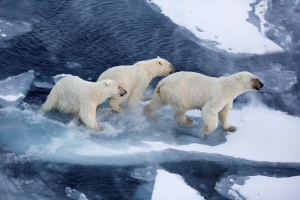 Three polar bears walking on ice floe