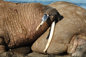 Walrus with tusk with GPS logger