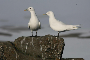 Two ivory gulls