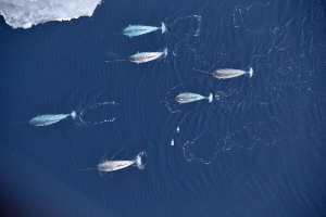 Six whales swimming. Aerial photo
