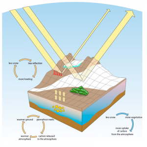 The albedo effect on land. Light-coloured surfaces like snpw and ice return a large part of the sunrays back to the atmosphere (high albedo)