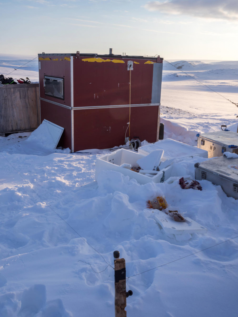 Spor etter isbjørnbesøk i snøen utenfor en liten hytte.