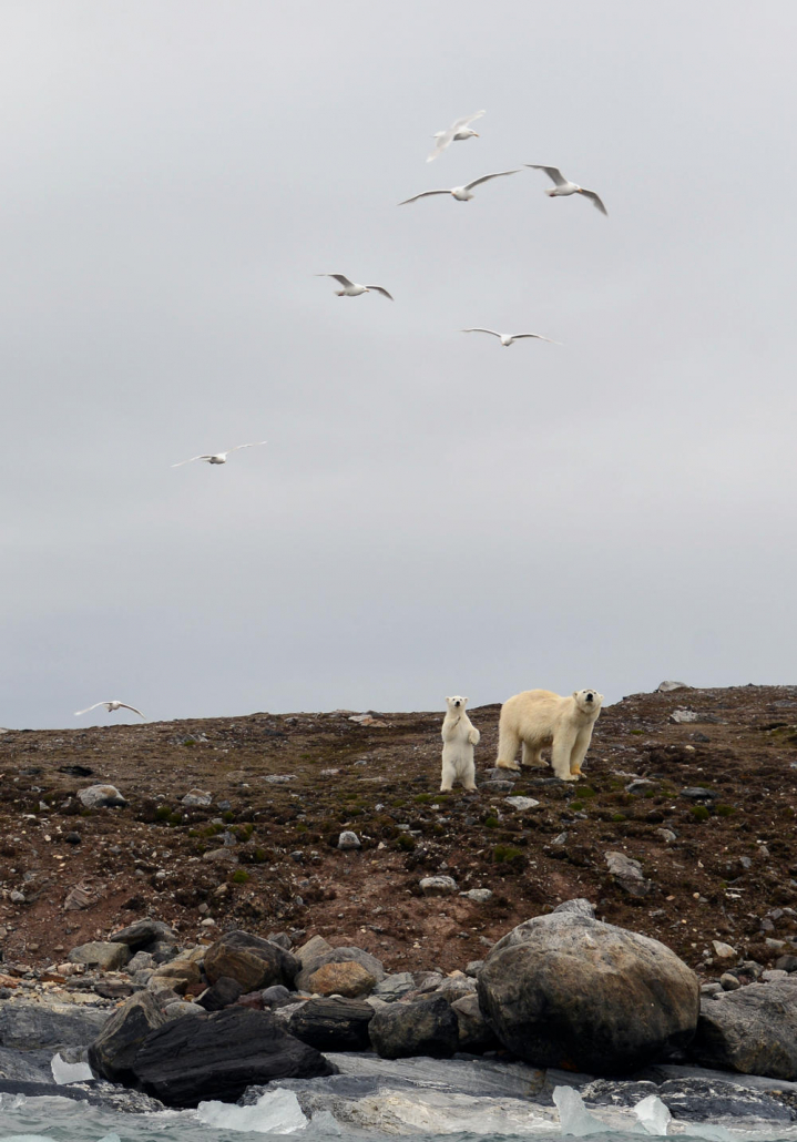 Isbjørnbinne står på steinur med isbjørnunge.