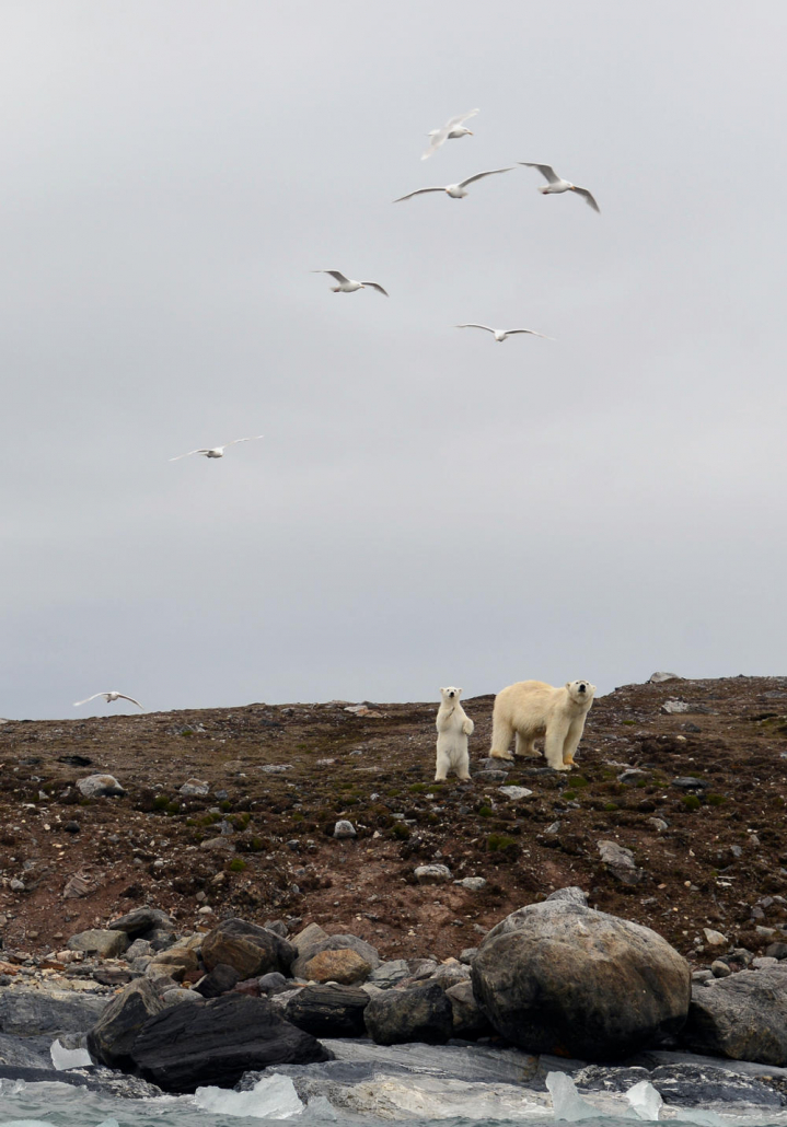 A female poalr bear with her cub on rocky ground.