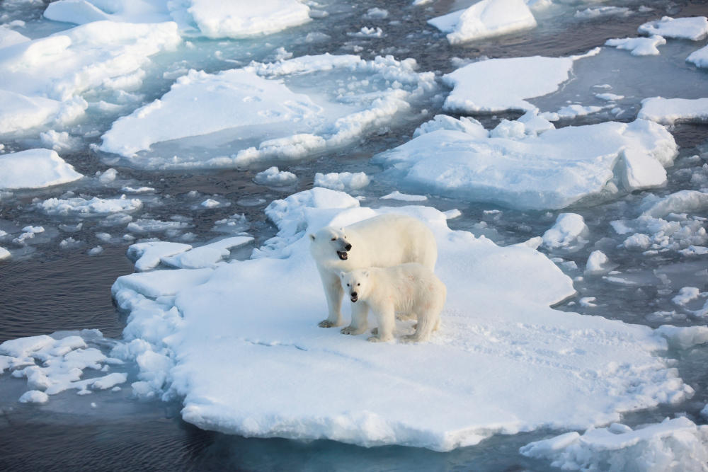 Two polar bears on an ice floe.