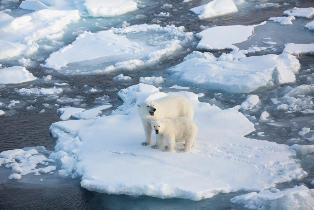 Polar bear and a cub on snow