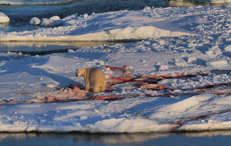 A polar bear eating a seal