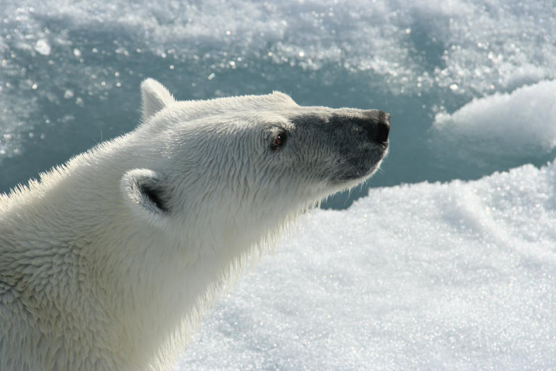 A polar bear close up on the face
