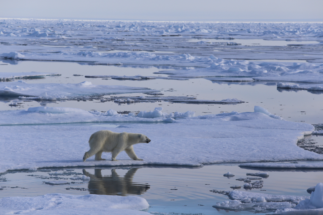 isbjørn vandrer på is