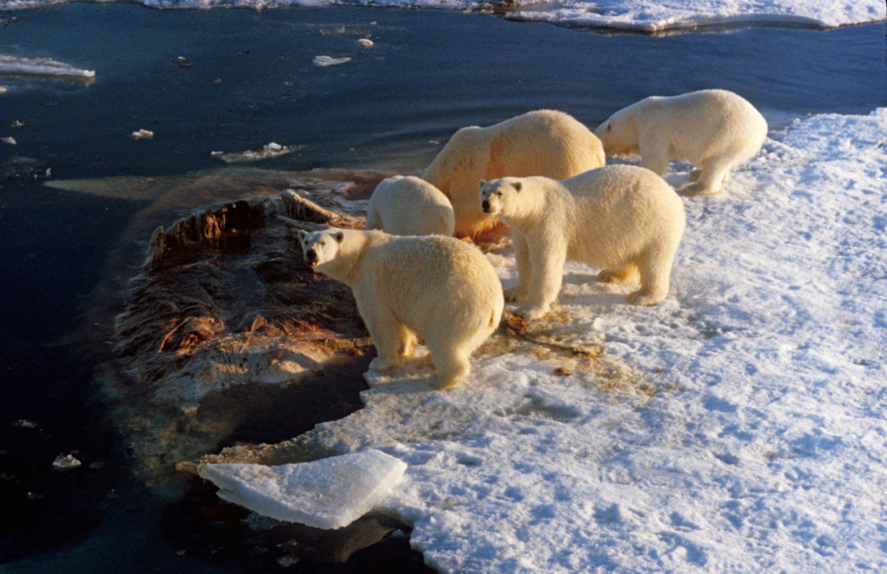 Five polar bears are eating a whale carcass
