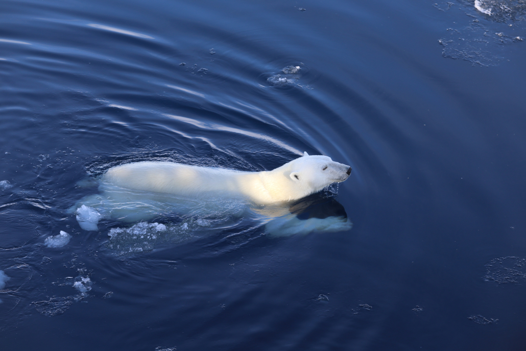 En isbjørn svømmer i sjøen.
