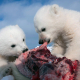 to isbjørnunger spiser kjøtt