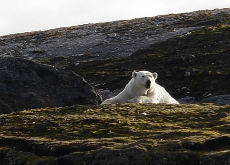Polar bear resting