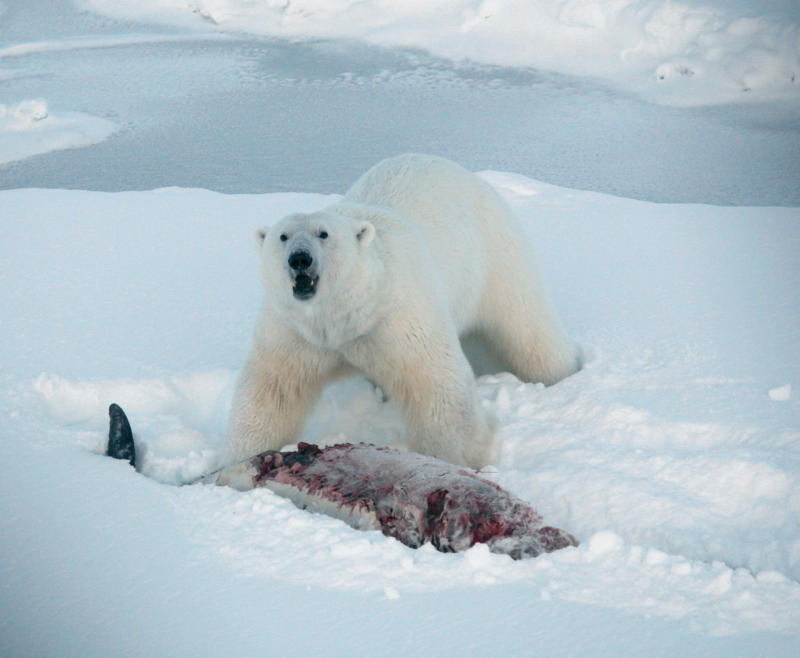 polar bear eating bloody seal