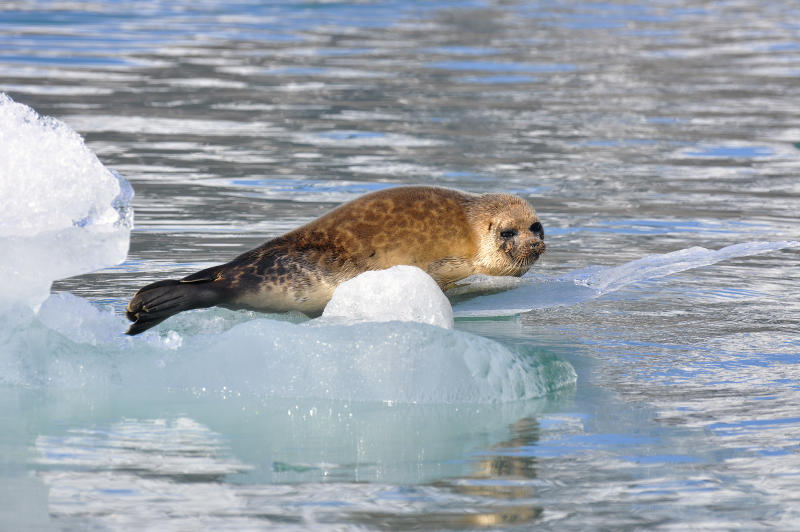 Seal on a ice floe