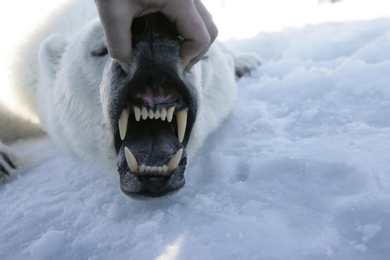 The mouth of a sedated polar bear is held open by a hand