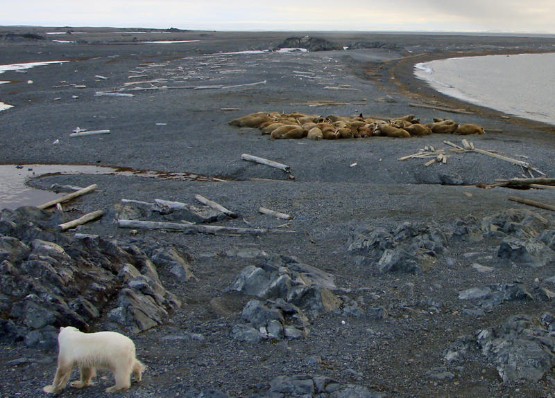 Polar bear standing close to a colony og whalerus bye the shore