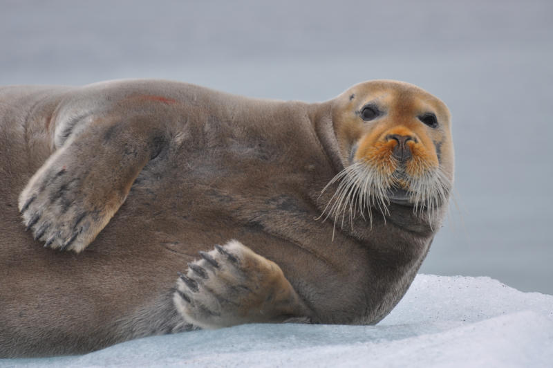 seal