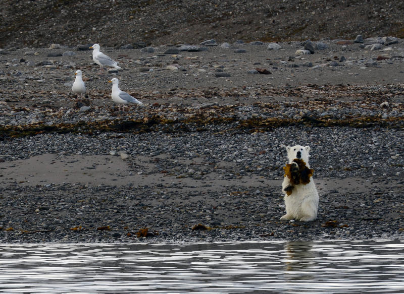 Polar bear cub eats seaweed on the shore