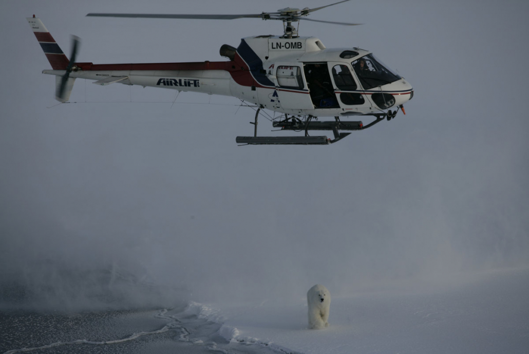Helikopter flyr over en isbjørn