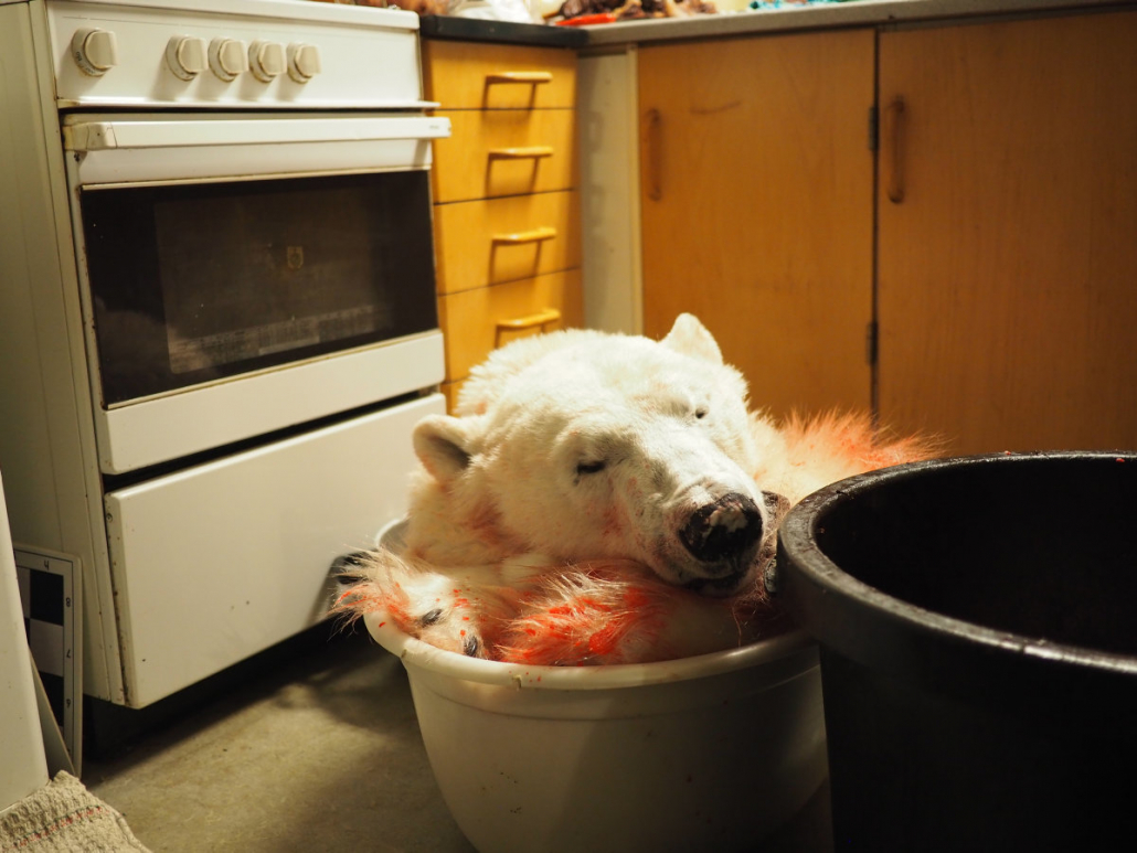 Isbjørnskinn med hode ligger i en bøtte foran en komfyr