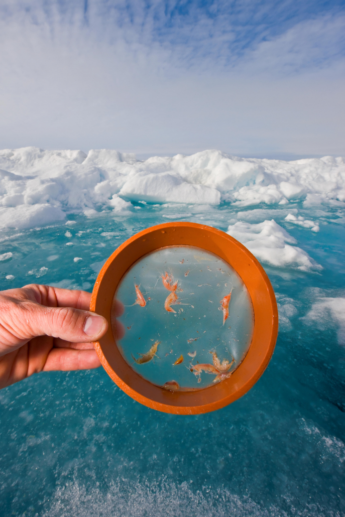 håns som holder forstørrelsesglass foran små organismer i is