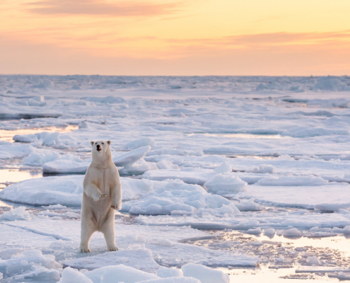 isbjørn som reiser seg på to