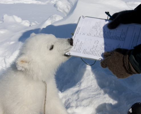 isbjørnunge spiser på en notatblokk