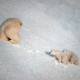 To isbjørner i sne, den ende på vei ned i et hi