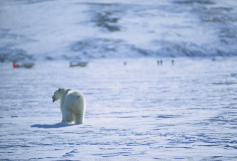 When humans meet polar bears in Svalbard Norsk Polarinstitutt