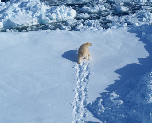 flyfoto av isbjørn som går på sne med fotsporene bak seg