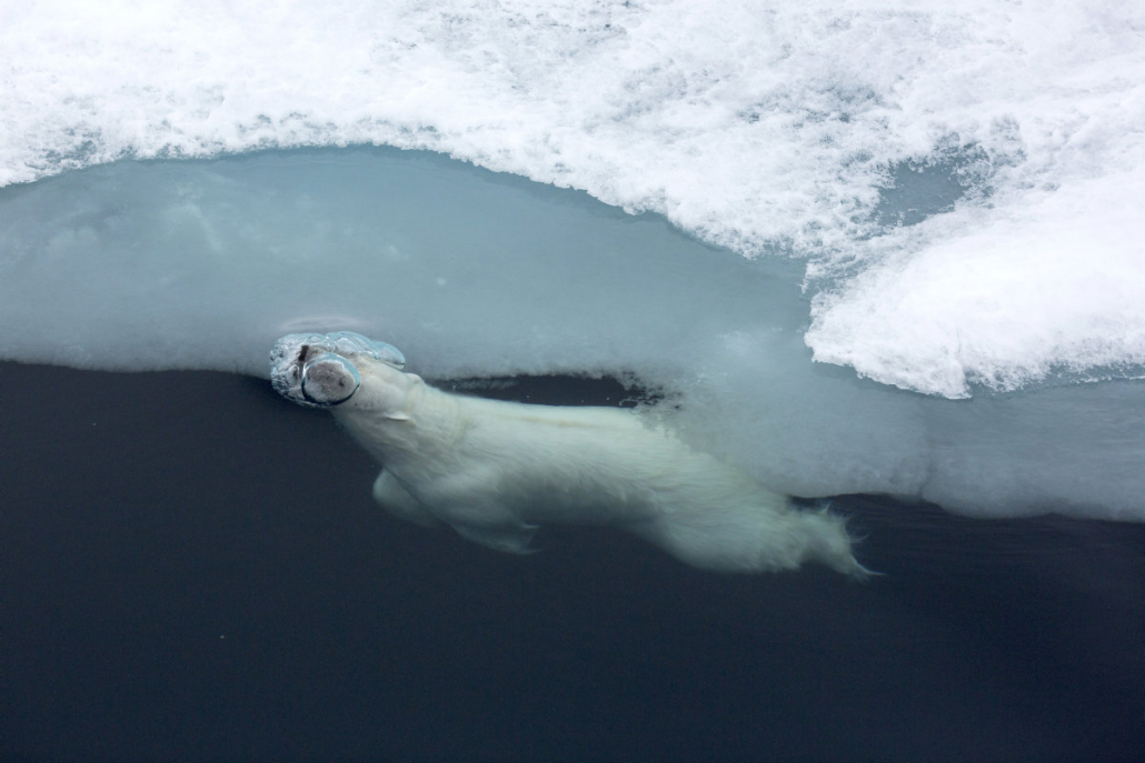 Isbjørn svømmer i vann