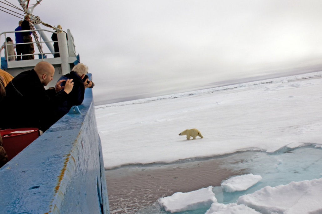 Flere personer fotograferer en isbjørn fra et skip