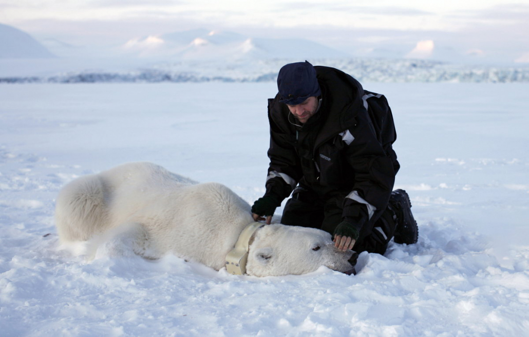 Mann sitter ved siden av bedøvet isbjørn som ligger på bakken med halsbånd rundt halsen