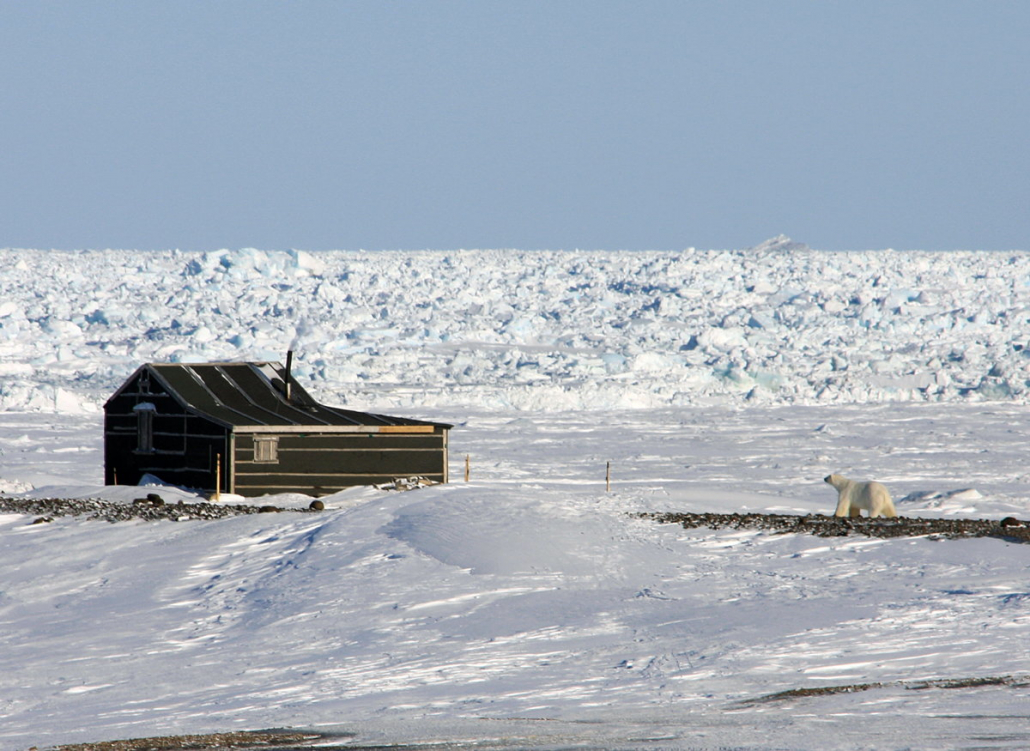 Polar bear approaching a cabin