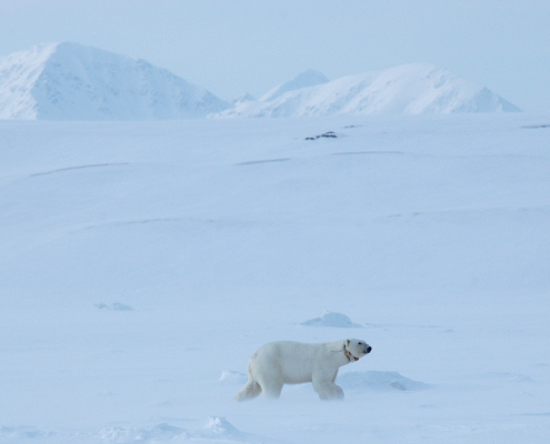 polar bear