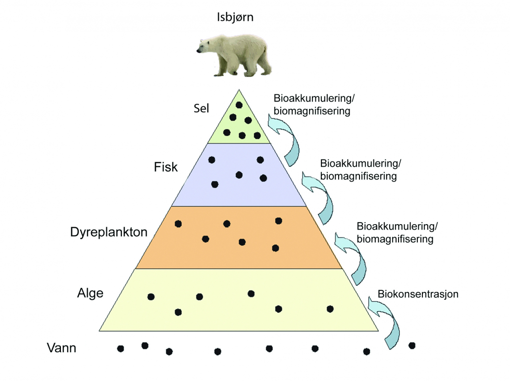 illuastrasjon av næringskjede med isbjørn på toppen